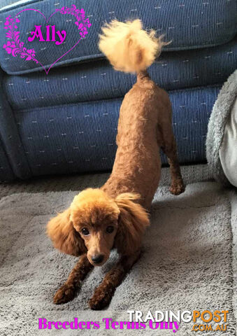 FULLY TOILET TRAINED Female Toy Poodle pup on Breeders Terms in S.E Suburbs of Melbourne