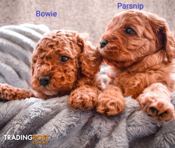 2nd Gen Cavoodle Puppies, Clear DNA, Armstrong Creek, Vic 3217