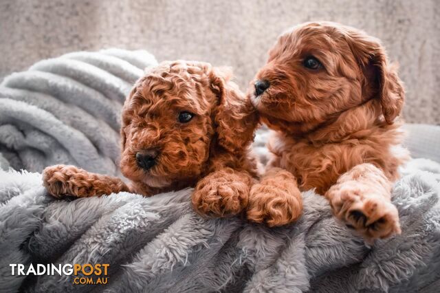 2nd Gen Cavoodle Puppies, Clear DNA, Armstrong Creek, Vic 3217