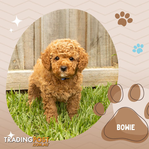 2nd Gen Cavoodle Puppies, Clear DNA, Armstrong Creek, Vic 3217