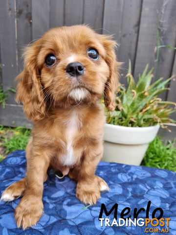 LAST Boy left! Cavalier King Charles Spaniel Puppies. Located Mooroolbark VIC 3138