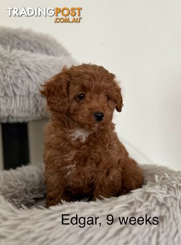 F1b Toy Cavoodle Puppies Ready for their forever home as of the 02.08.2024 Brighton East VIC 3187