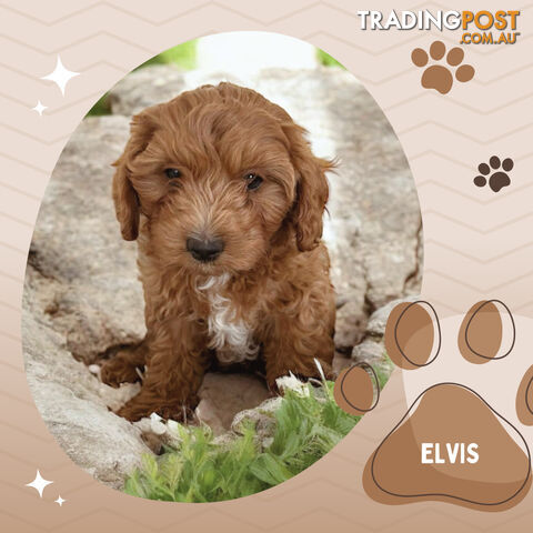 F1b Toy Cavoodle Puppies Ready for their forever home as of the 02.08.2024 Brighton East VIC 3187