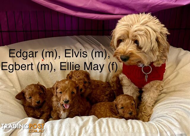 F1b Toy Cavoodle Puppies Ready for their forever home as of the 02.08.2024 Brighton East VIC 3187