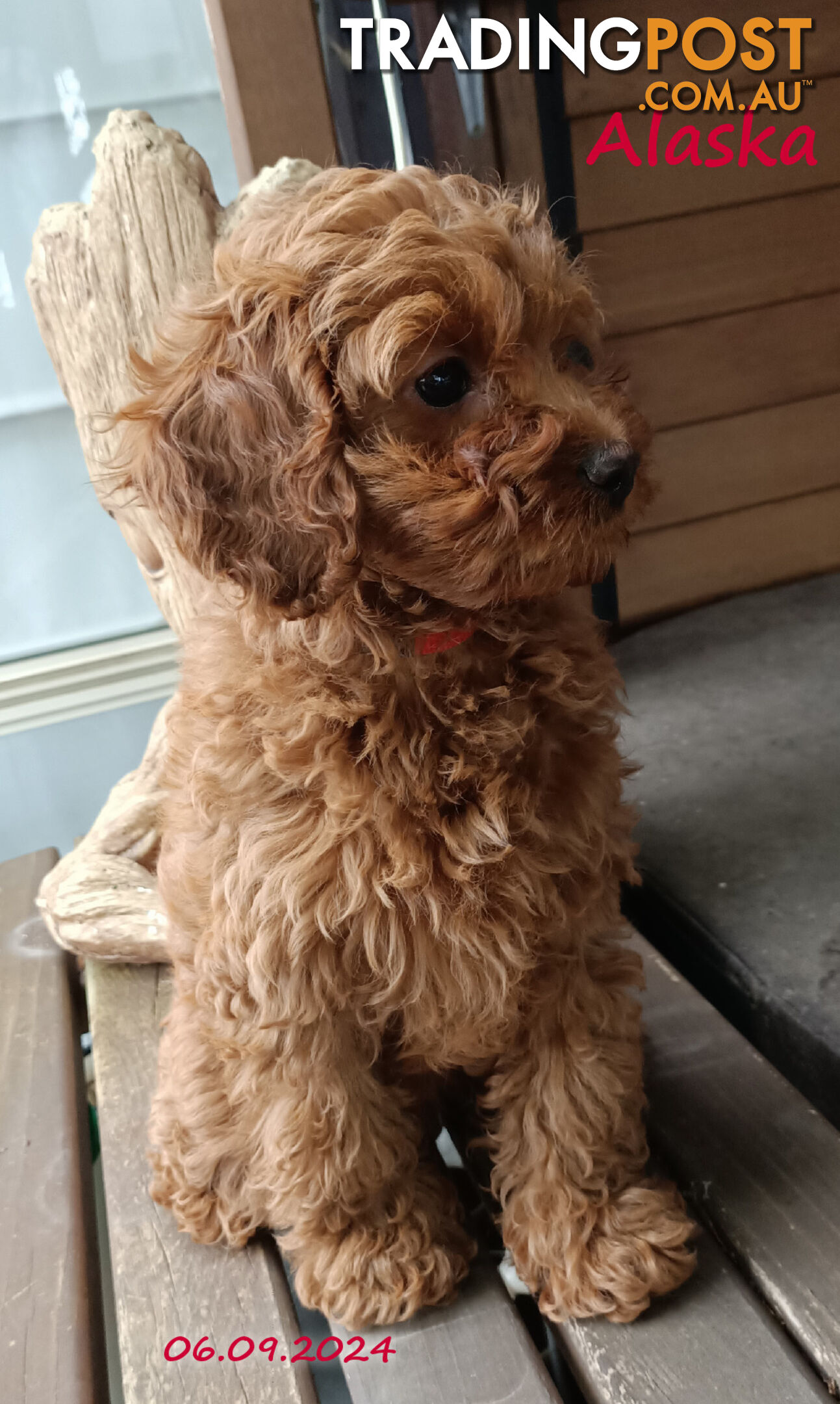 Female F1bToy Cavoodles with Clear DNA. Location Narre Warren Sth Vic 3805