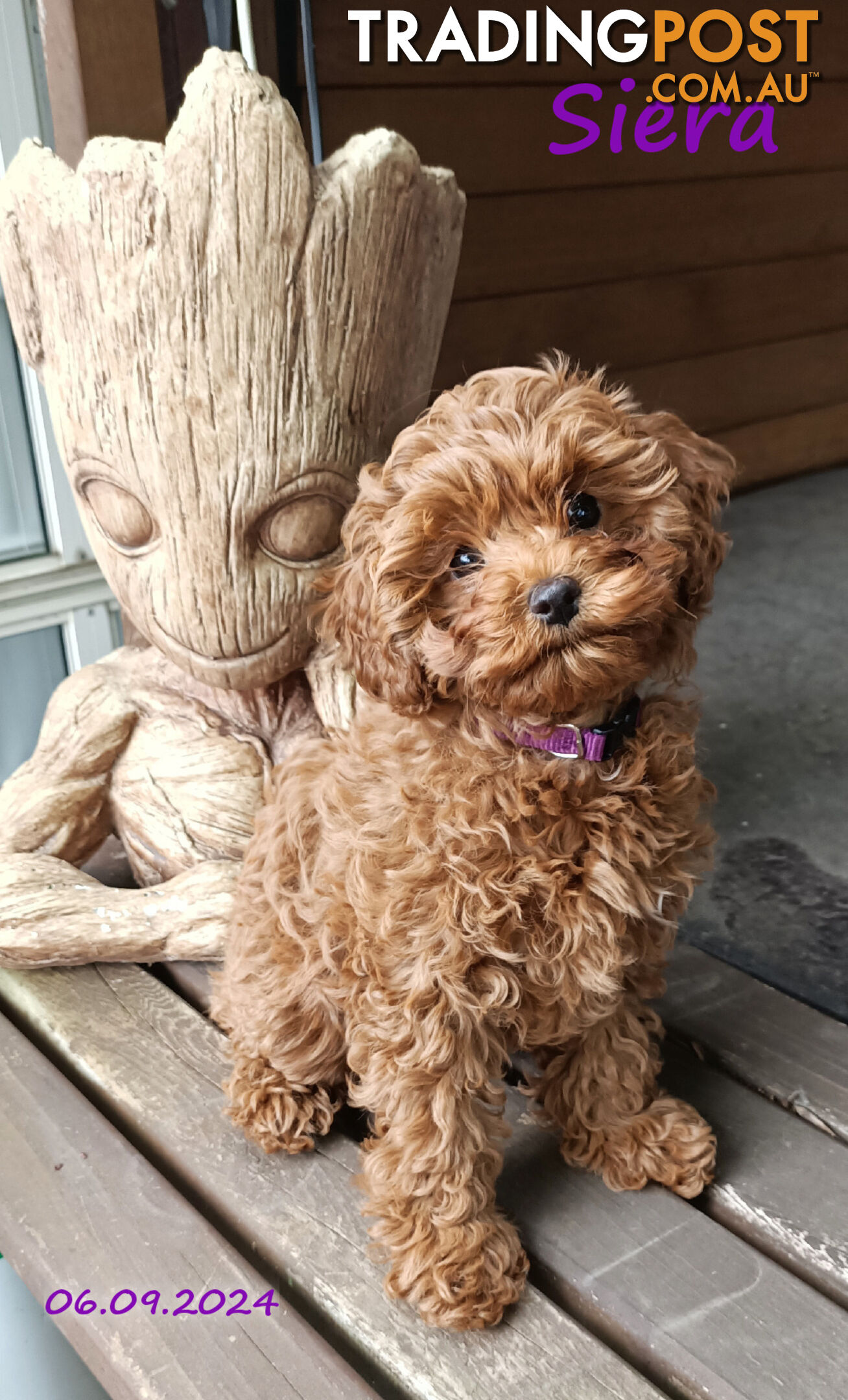 Female F1bToy Cavoodles with Clear DNA. Location Narre Warren Sth Vic 3805