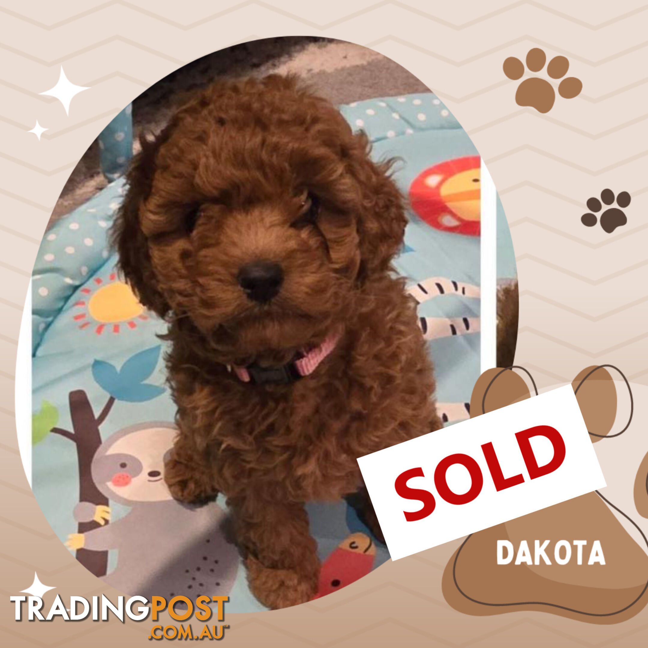 Female F1bToy Cavoodles with Clear DNA. Location Narre Warren Sth Vic 3805