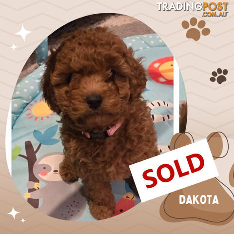 Female F1bToy Cavoodles with Clear DNA. Location Narre Warren Sth Vic 3805