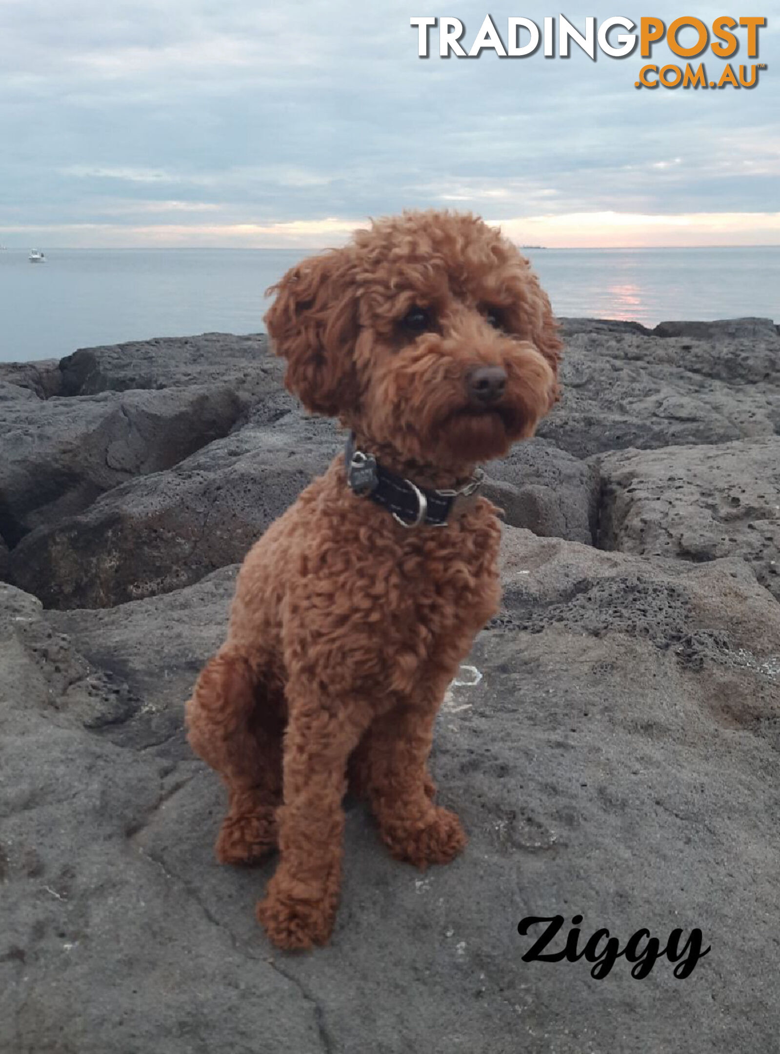 Female F1bToy Cavoodles with Clear DNA. Location Narre Warren Sth Vic 3805