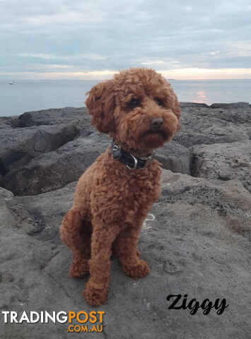 Female F1bToy Cavoodles with Clear DNA. Location Narre Warren Sth Vic 3805