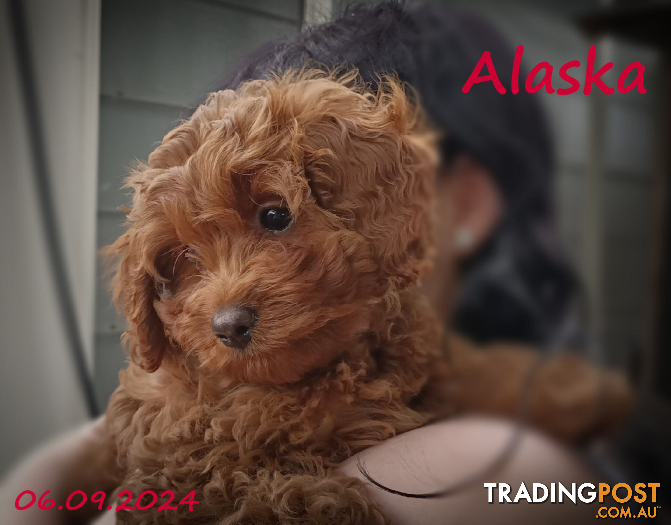 Female F1bToy Cavoodles with Clear DNA. Location Narre Warren Sth Vic 3805