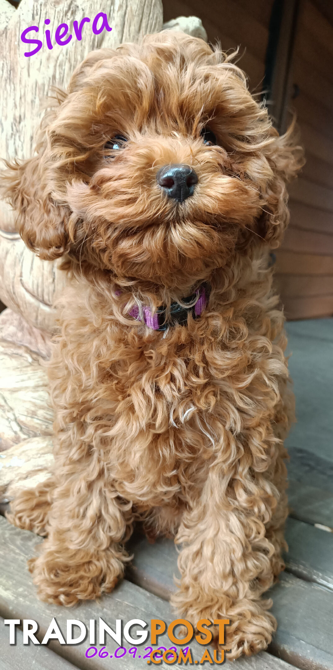 Female F1bToy Cavoodles with Clear DNA. Location Narre Warren Sth Vic 3805