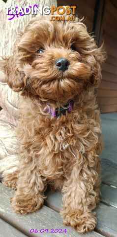 Female F1bToy Cavoodles with Clear DNA. Location Narre Warren Sth Vic 3805