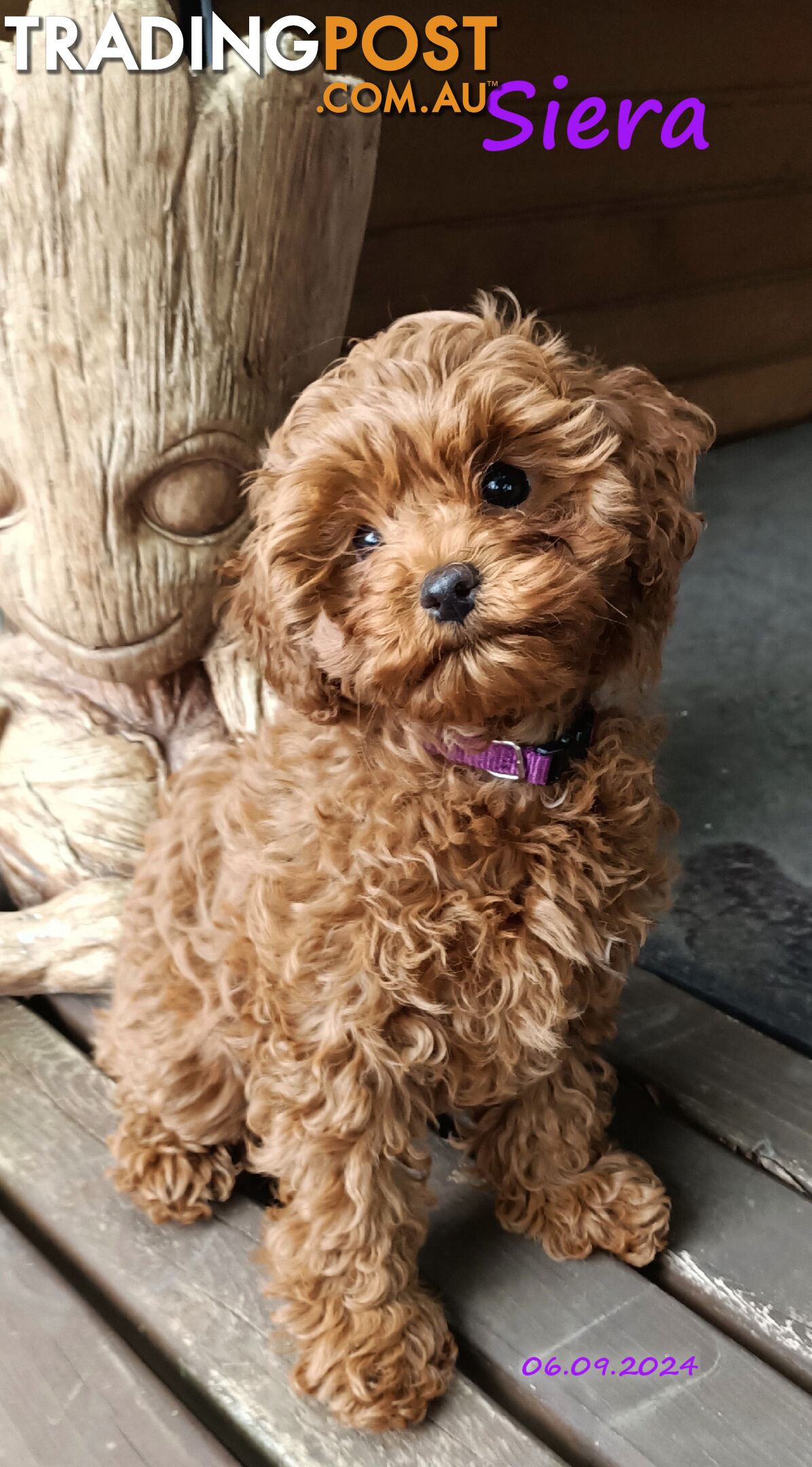 Female F1bToy Cavoodles with Clear DNA. Location Narre Warren Sth Vic 3805