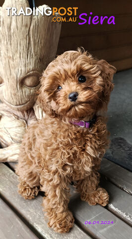 Female F1bToy Cavoodles with Clear DNA. Location Narre Warren Sth Vic 3805