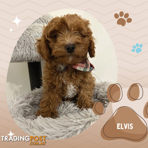 Last Boy Left! F1b Toy Cavoodle Pups DNA Tested BH Guarantee. Brighton East. Vic 3187