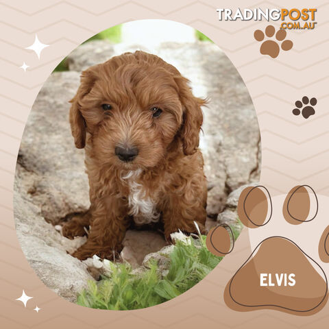 Last Boy Left! F1b Toy Cavoodle Pups DNA Tested BH Guarantee. Brighton East. Vic 3187