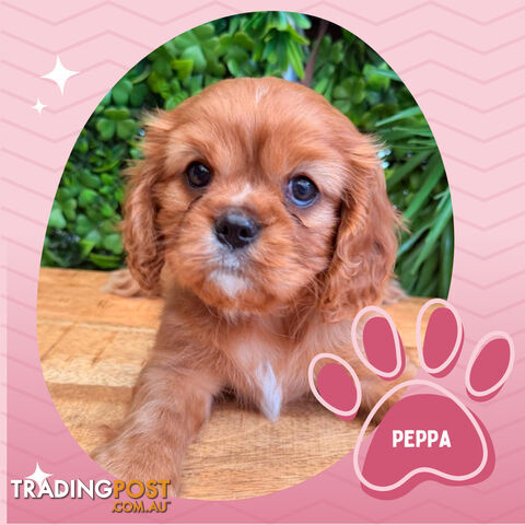 Purebred Female Cavalier King Charles Spaniel - Breeders Terms Only!