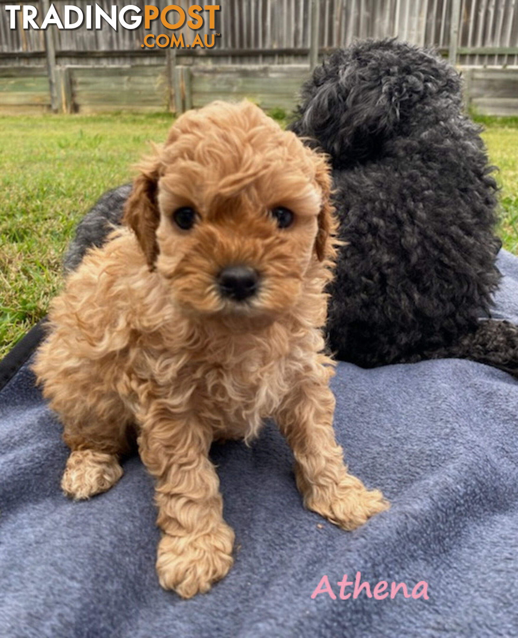 Toy Cavoodle Puppies - 2nd Gen - Clear DNA & Breeders Health Guarantee, Boronia Vic. 3155