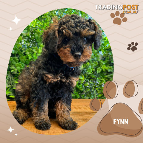 Last Male 2nd Gen Toy Cavoodle 2nd Gen Clear DNA Breeders Health ...