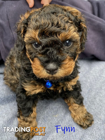 Toy Cavoodle Puppies - 2nd Gen - Clear DNA & Breeders Health Guarantee, Boronia Vic. 3155