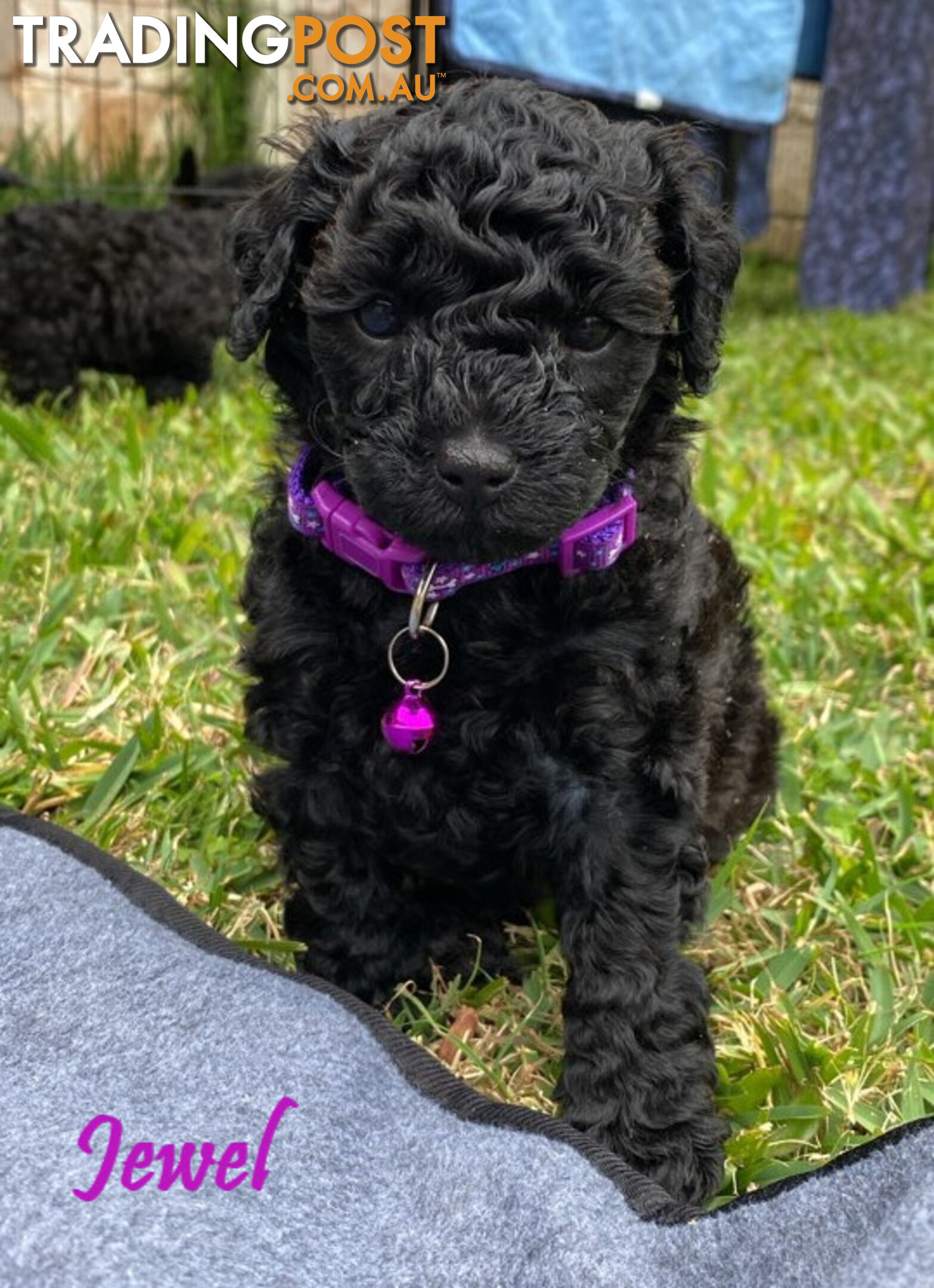 Toy Cavoodle Puppies - 2nd Gen - Clear DNA & Breeders Health Guarantee, Boronia Vic. 3155