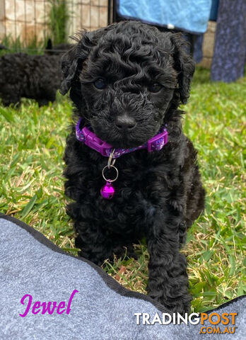 Toy Cavoodle Puppies - 2nd Gen - Clear DNA & Breeders Health Guarantee, Boronia Vic. 3155