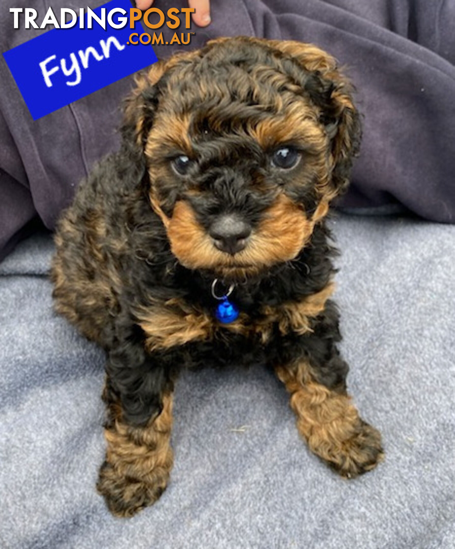 Toy Cavoodle Puppies - 2nd Gen - Clear DNA & Breeders Health Guarantee, Boronia Vic. 3155