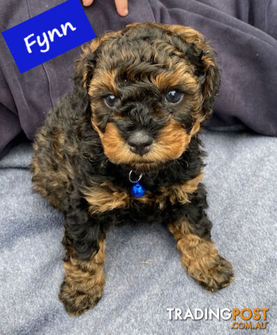 Toy Cavoodle Puppies - 2nd Gen - Clear DNA & Breeders Health Guarantee, Aroona. QLD 4551