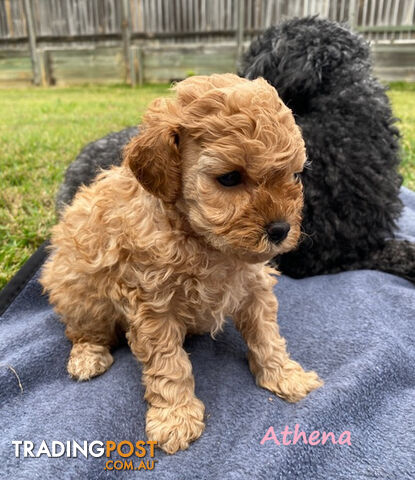 Toy Cavoodle Puppies - 2nd Gen - Clear DNA & Breeders Health Guarantee, Boronia Vic. 3155