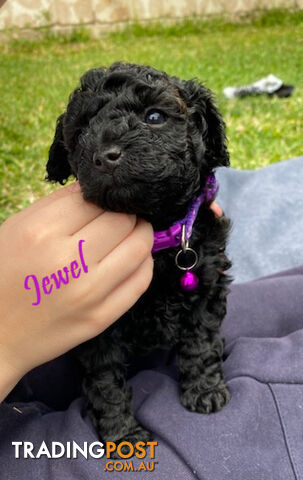 Toy Cavoodle Puppies - 2nd Gen - Clear DNA & Breeders Health Guarantee, Boronia Vic. 3155