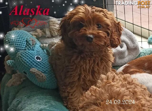 Last Female F1bToy Cavoodles, Clear DNA. Fully Toilet & Crate Trained. Narre Warren South Vic 3805