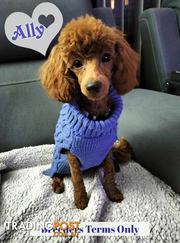 PB Toy Poodle Female on Breeders Terms Only! South Eastern Suburbs. Melbourne