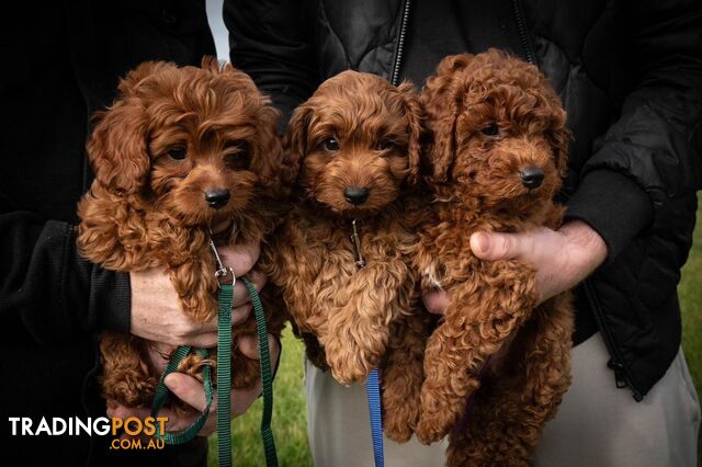F1B Toy Cavoodle Puppies, DNA Tested, Crib Point, Vic. 3919
