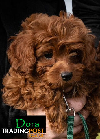 F1B Toy Cavoodle Puppies, DNA Tested, Crib Point, Vic. 3919