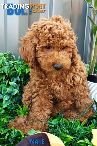 F1B Toy Cavoodle pups, Fully Vaccinated & Toilet Trained - Reg Breeder. Croydon Hills Vic