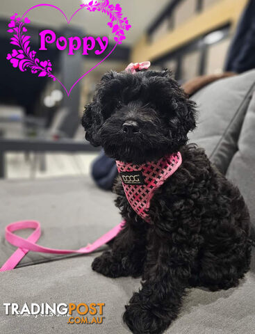 F1B Female Toy Cavoodle, DNA Clear, New borough Vic 3825