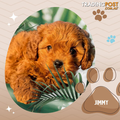 F1B Toy Cavoodle Puppies, DNA Tested, Ringwood Vic. 3134