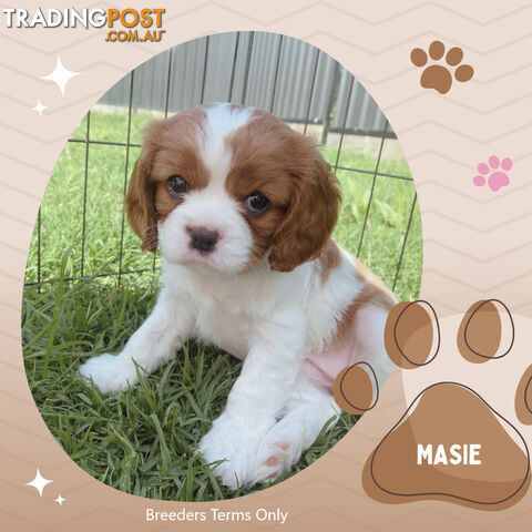 Purebred Blenheim Cavalier King Charles Spaniels on Breeders Terms  Doreen Vic 3745