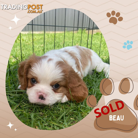 Purebred Blenheim Cavalier King Charles Spaniels on Breeders Terms  Doreen Vic 3745