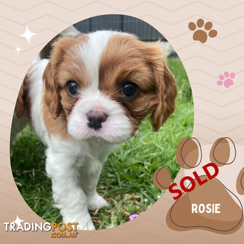 Purebred Blenheim Cavalier King Charles Spaniels on Breeders Terms  Doreen Vic 3745