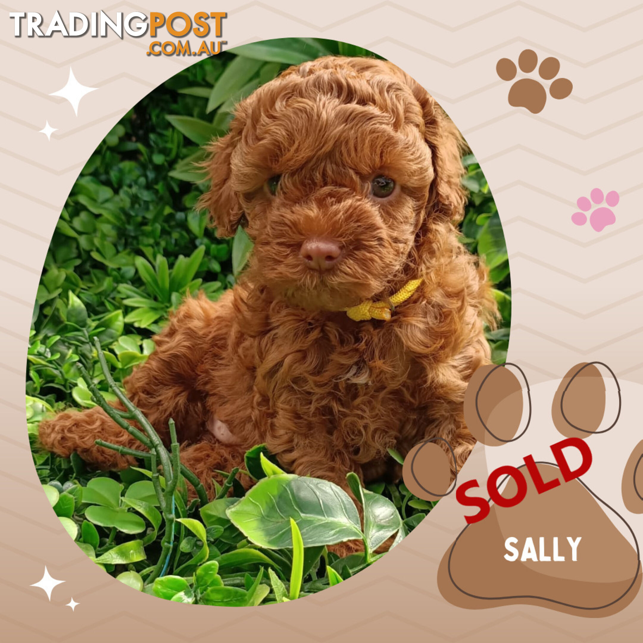 F1b Ruby Toy Cavoodles AV. 05.02.2025 - DNA tested & BH Guarantee Narre Warren Sth. Vic 3805