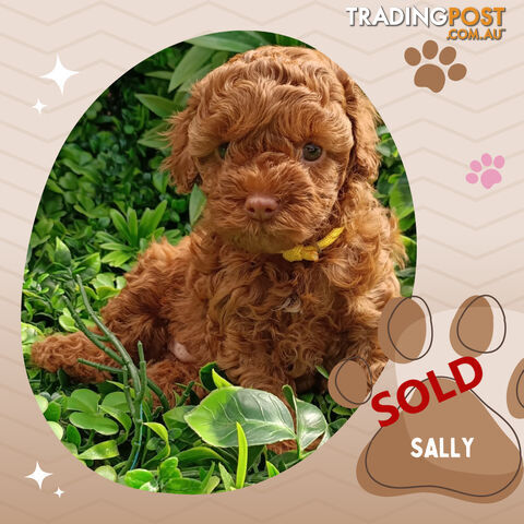 F1b Ruby Toy Cavoodles AV. 05.02.2025 - DNA tested & BH Guarantee Narre Warren Sth. Vic 3805