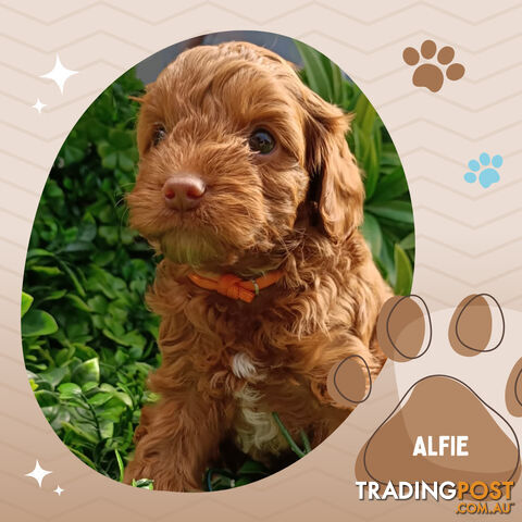 F1b Ruby Toy Cavoodles AV. 05.02.2025 - DNA tested & BH Guarantee Narre Warren Sth. Vic 3805