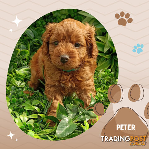 F1b Ruby Toy Cavoodles AV. 05.02.2025 - DNA tested & BH Guarantee Narre Warren Sth. Vic 3805