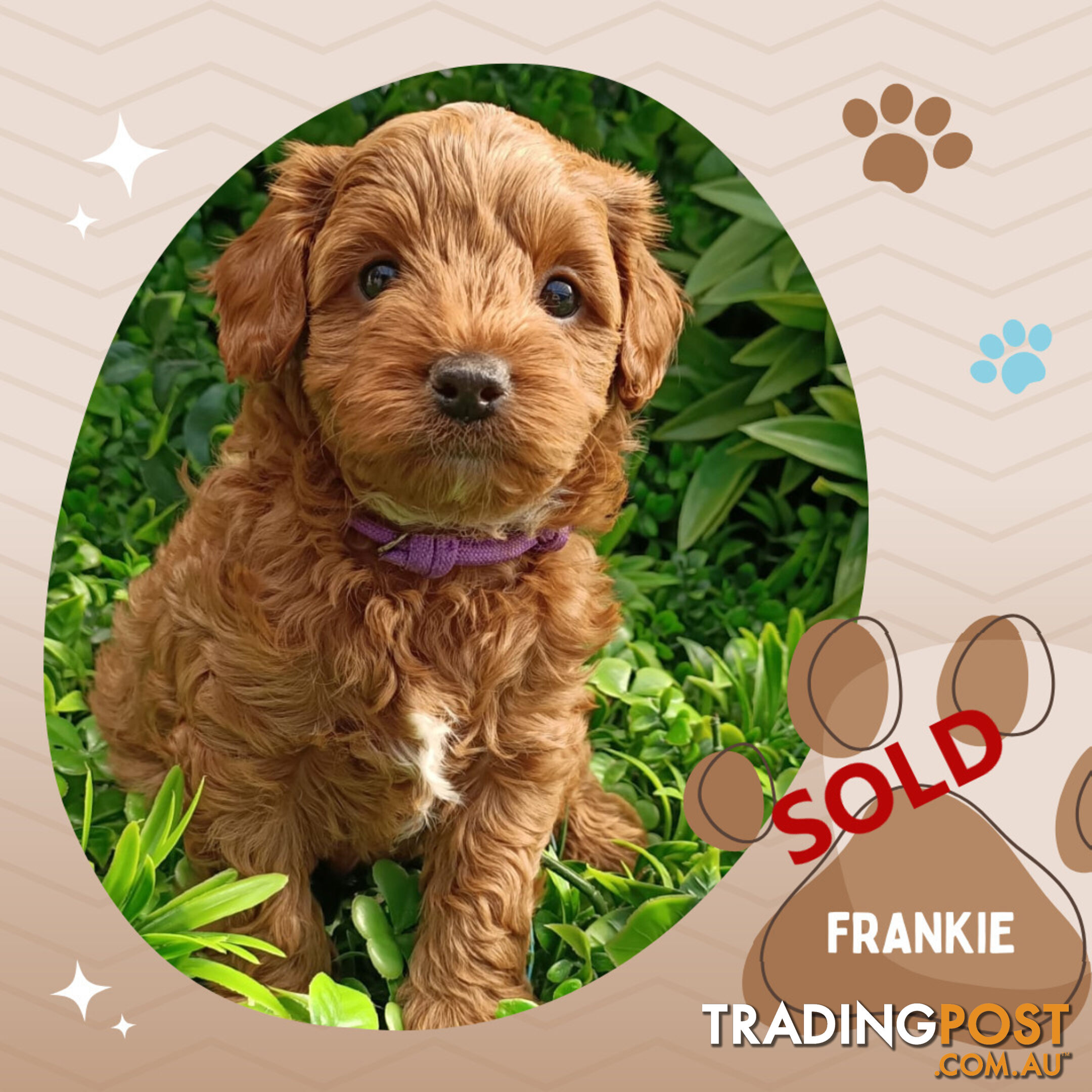 F1b Ruby Toy Cavoodles AV. 05.02.2025 - DNA tested & BH Guarantee Narre Warren Sth. Vic 3805