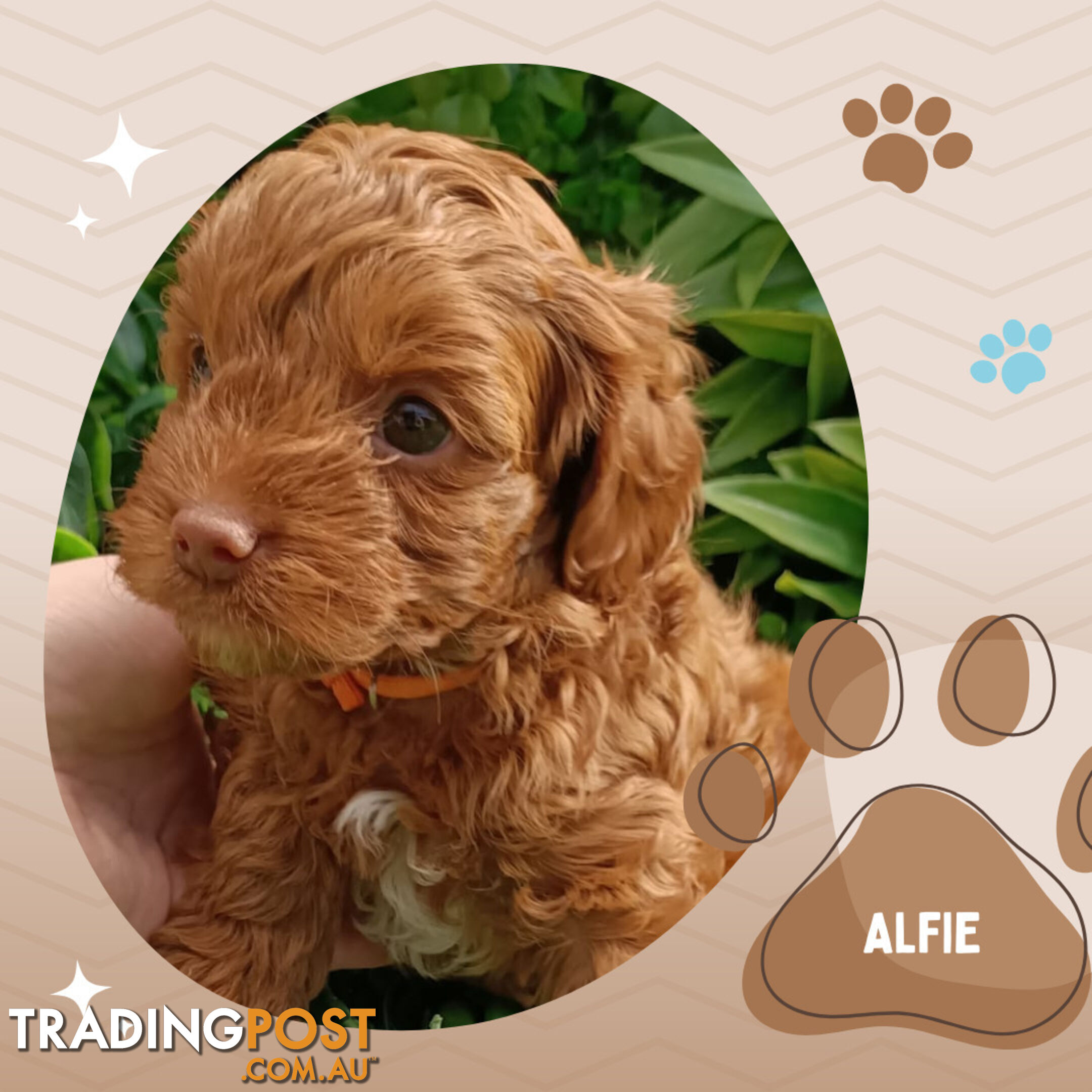 F1b Ruby Toy Cavoodles AV. 05.02.2025 - DNA tested & BH Guarantee Narre Warren Sth. Vic 3805