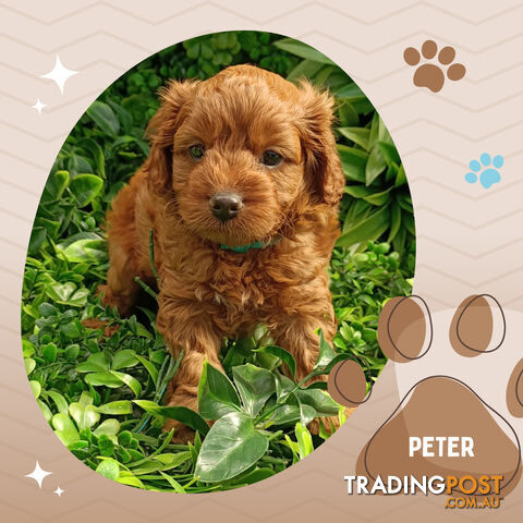 F1b Ruby Toy Cavoodles AV. 05.02.2025 - DNA tested & BH Guarantee Narre Warren Sth. Vic 3805