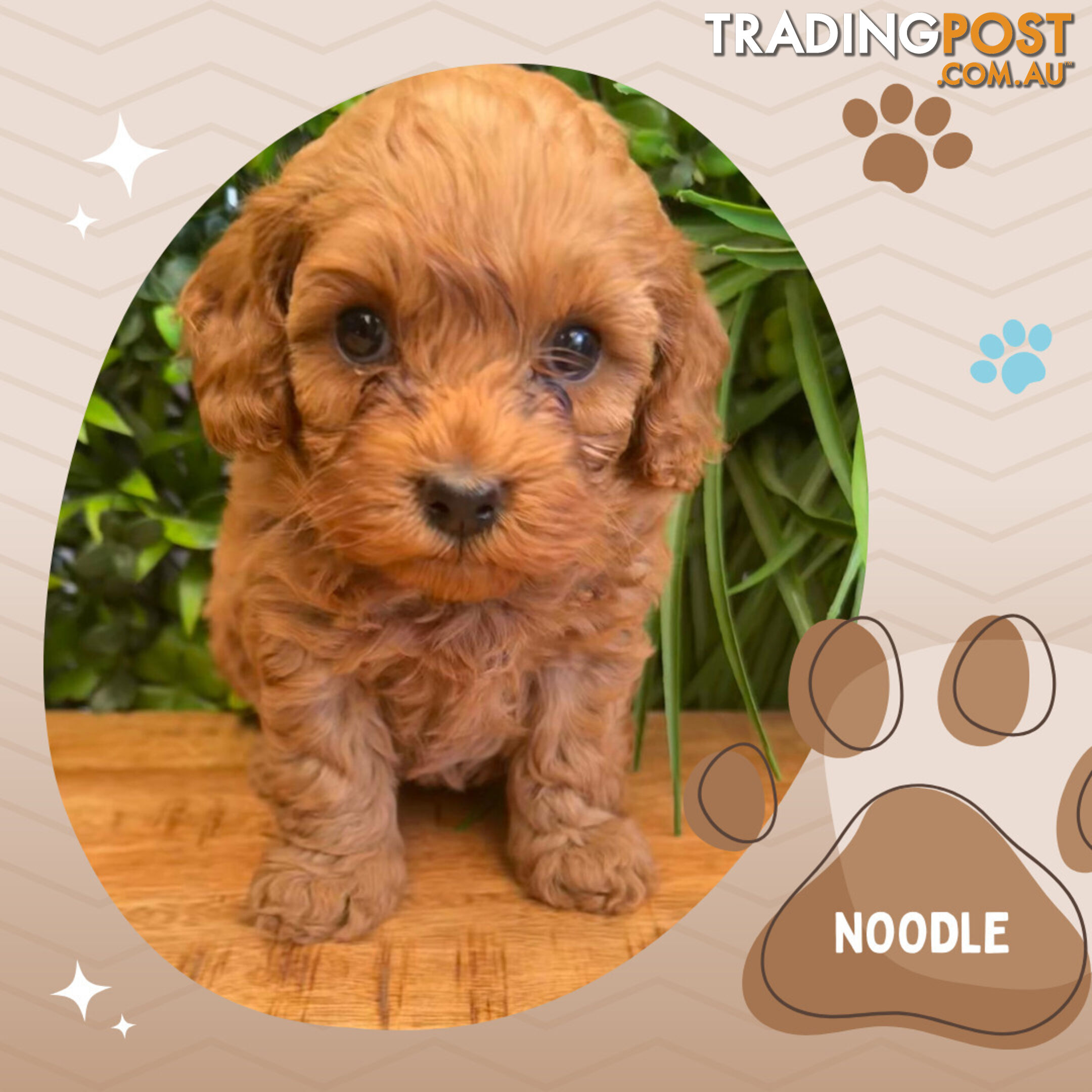 2nd Gen Cavoodle Puppies, Clear DNA, Croydon Hills VIC 3136