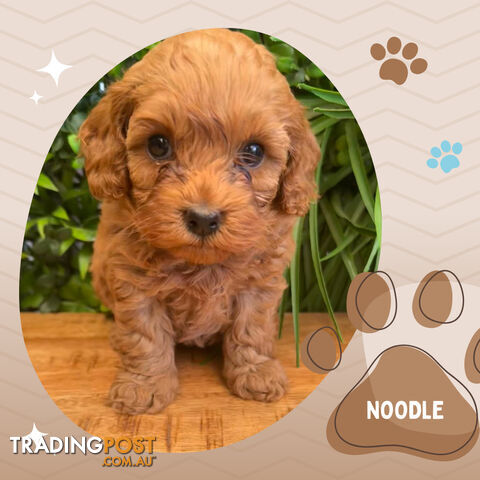 2nd Gen Cavoodle Puppies, Clear DNA, Croydon Hills VIC 3136